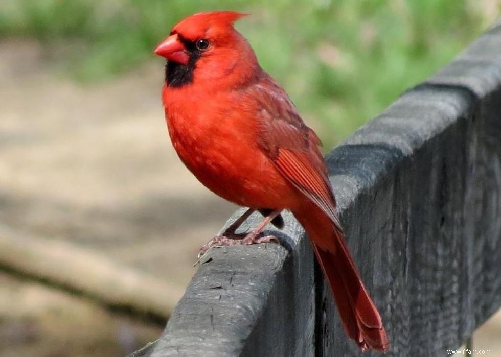 Connaissez-vous votre oiseau d état? 