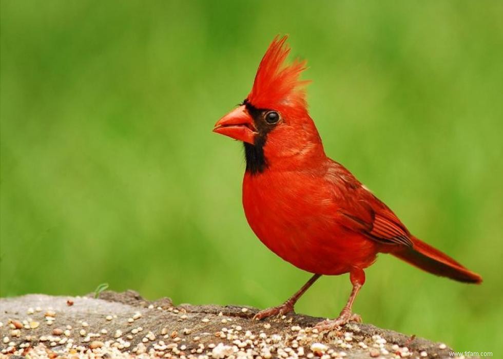 Connaissez-vous votre oiseau d état? 