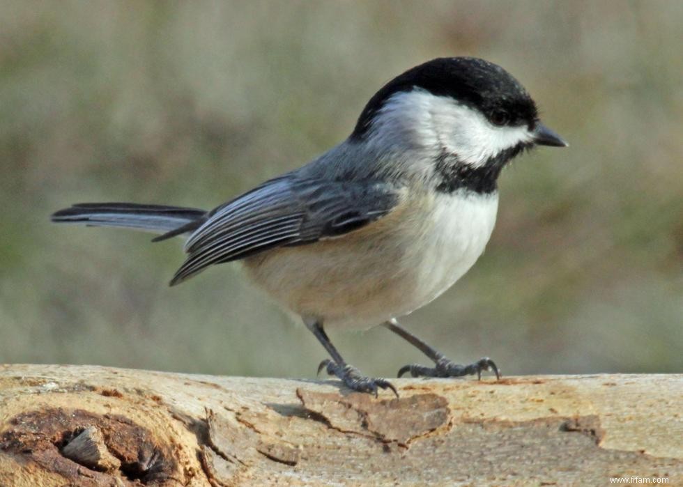 Connaissez-vous votre oiseau d état? 