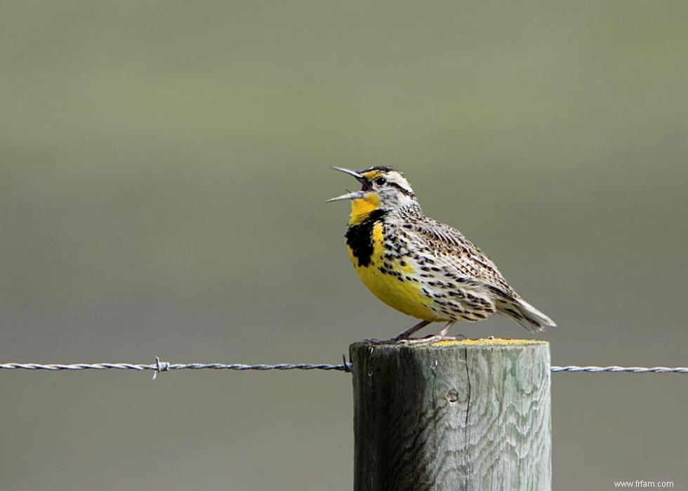 Connaissez-vous votre oiseau d état? 