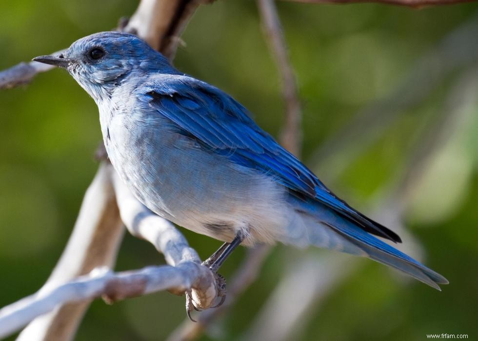 Connaissez-vous votre oiseau d état? 