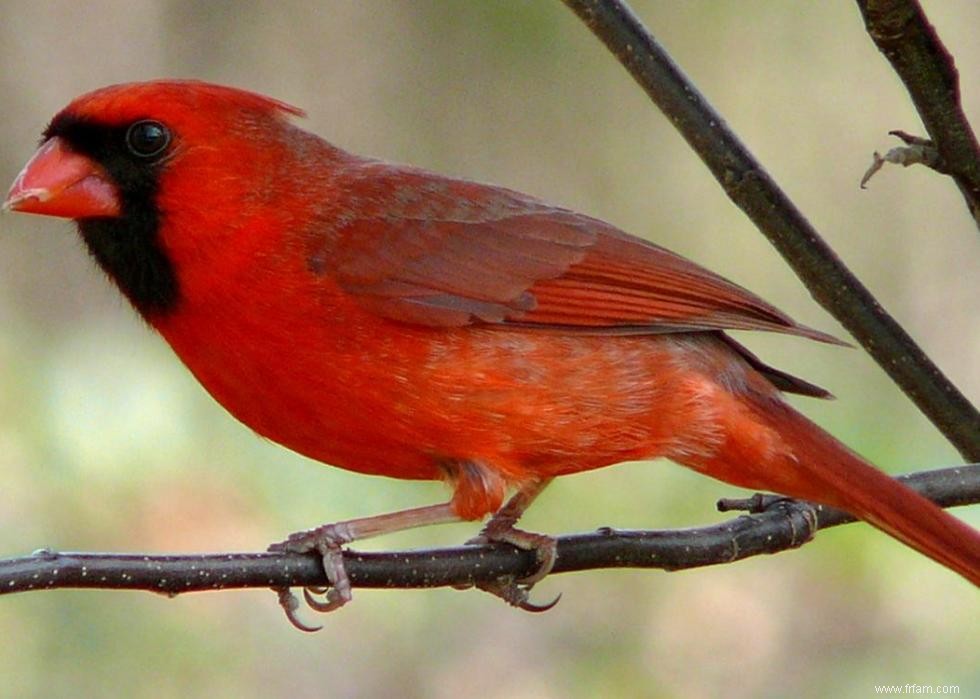 Connaissez-vous votre oiseau d état? 