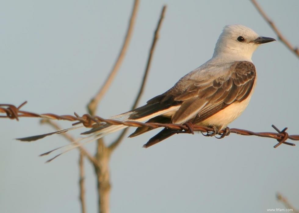 Connaissez-vous votre oiseau d état? 