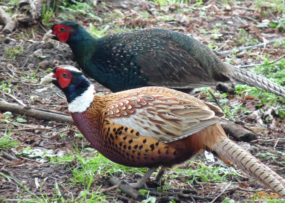 Connaissez-vous votre oiseau d état? 