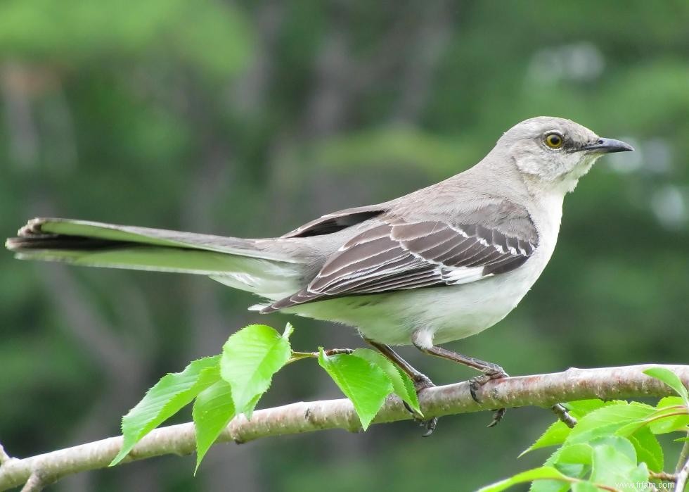 Connaissez-vous votre oiseau d état? 