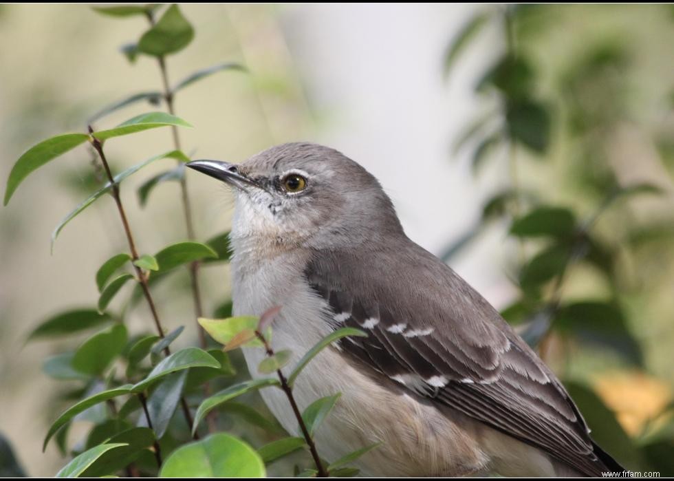 Connaissez-vous votre oiseau d état? 