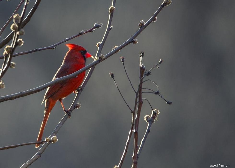 Connaissez-vous votre oiseau d état? 