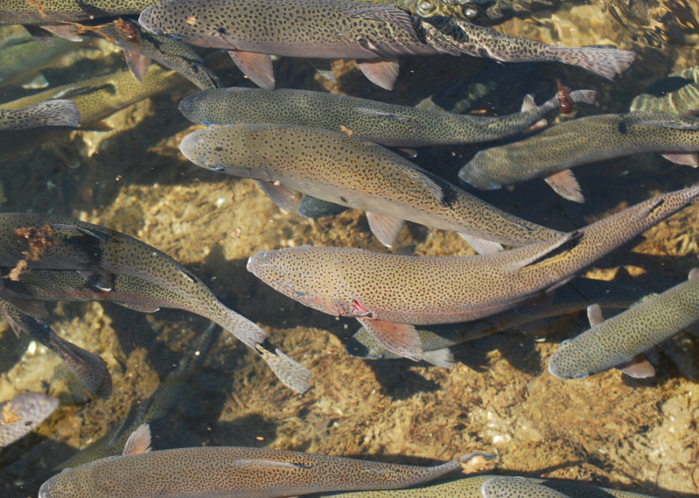 États comptant le plus de pêcheurs enregistrés 