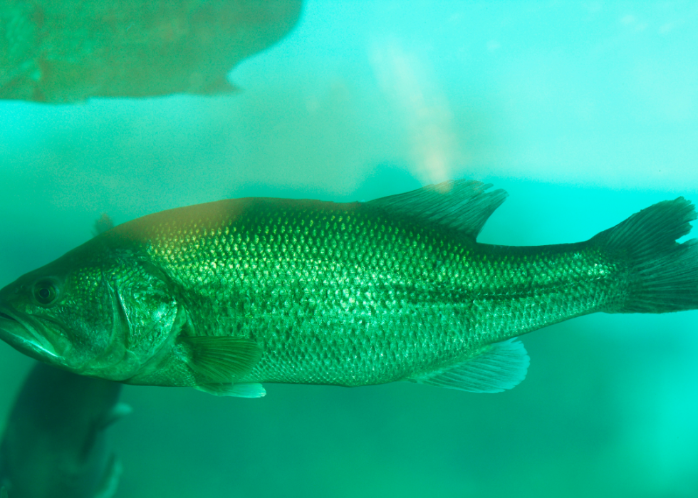 États comptant le plus de pêcheurs enregistrés 