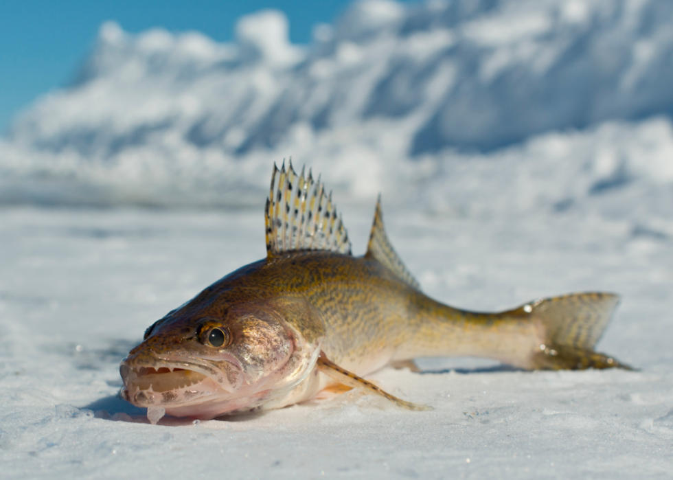 États comptant le plus de pêcheurs enregistrés 