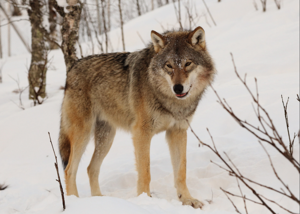 Animaux interdits dans tous les états 