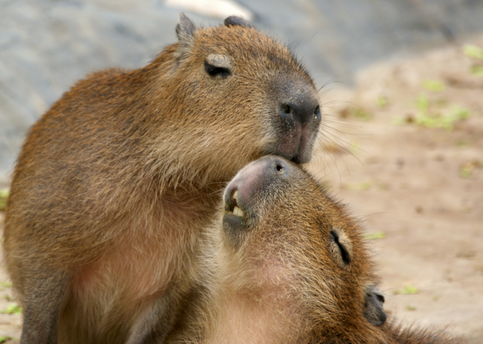 Animaux interdits dans tous les états 