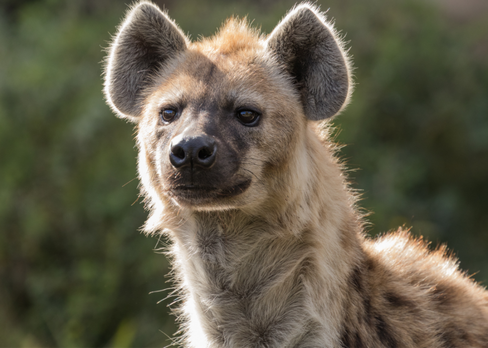 Animaux interdits dans tous les états 