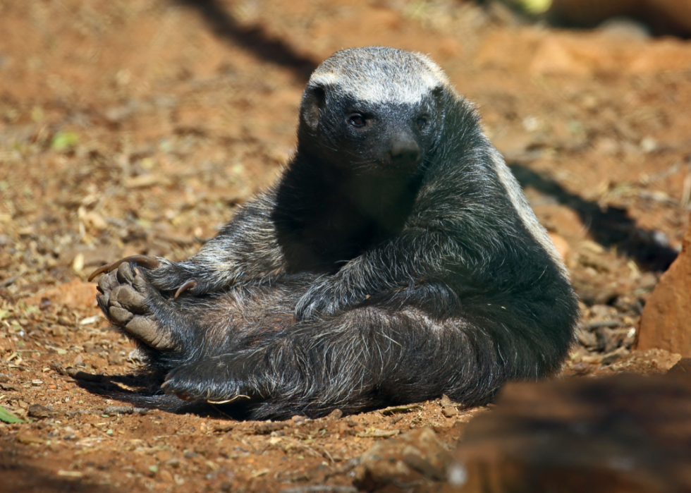 Animaux interdits dans tous les états 