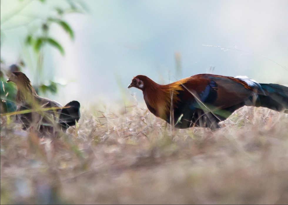 Animaux interdits dans tous les états 