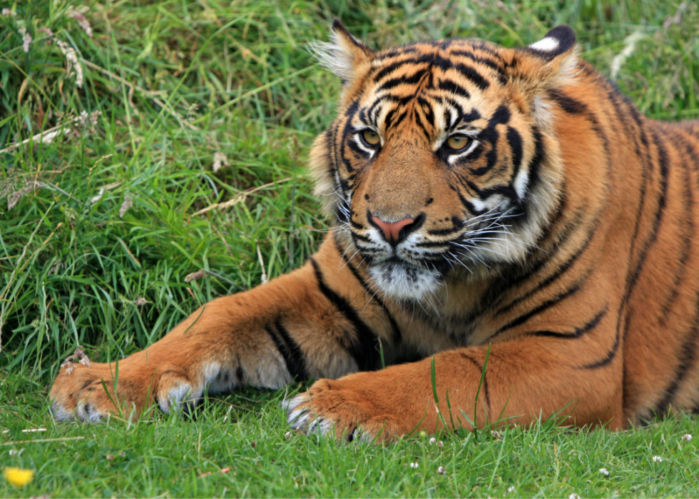 Animaux interdits dans tous les états 