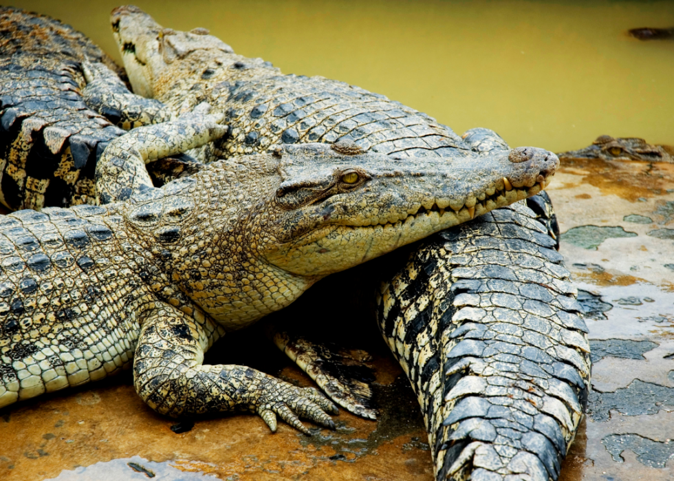 Animaux interdits dans tous les états 