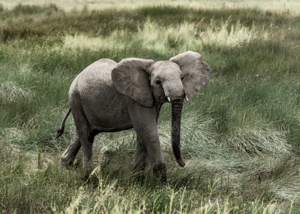 Animaux interdits dans tous les états 