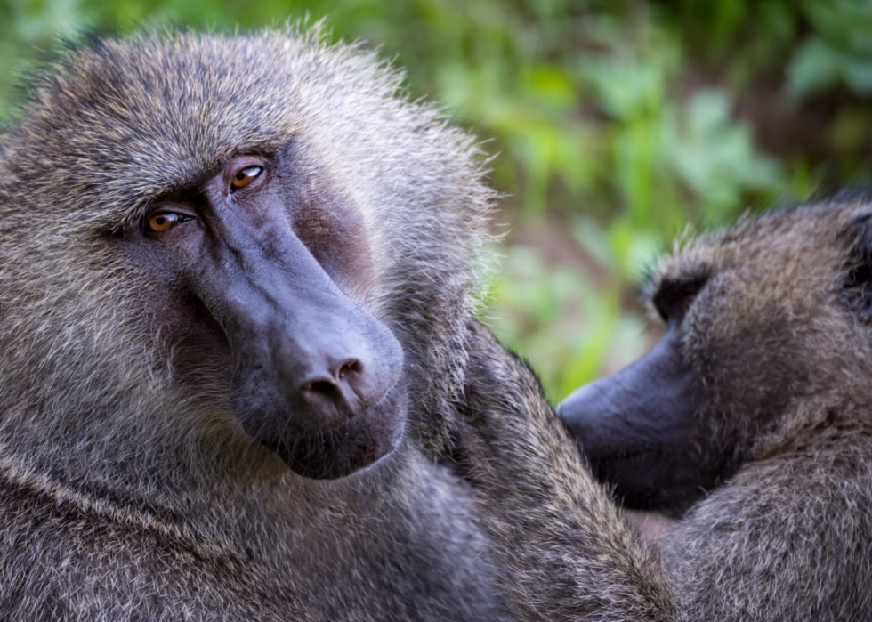 Animaux interdits dans tous les états 