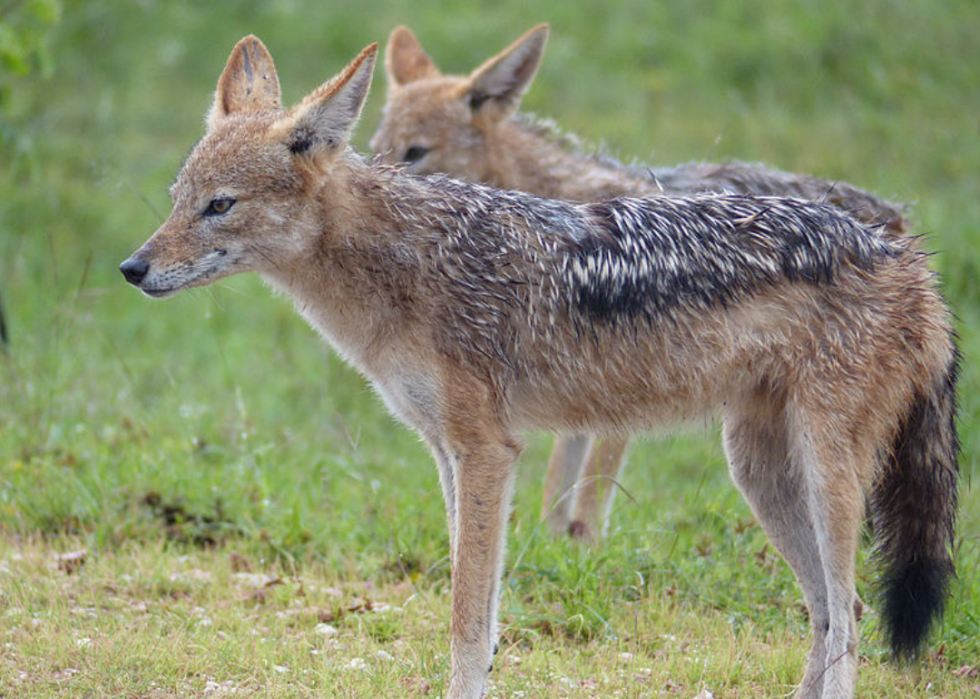 Animaux interdits dans tous les états 