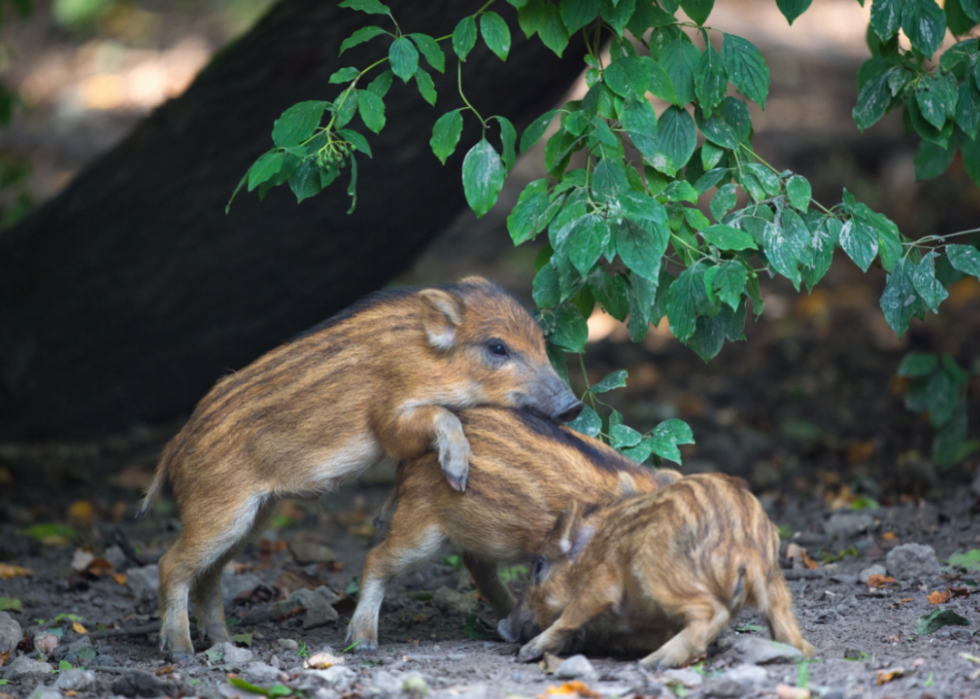 Animaux interdits dans tous les états 