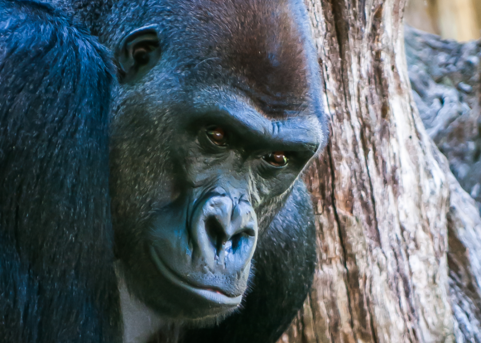 Animaux interdits dans tous les états 