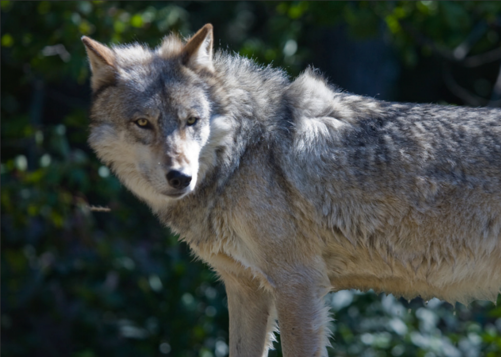 Animaux interdits dans tous les états 