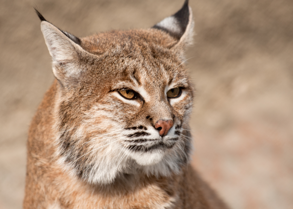 Animaux interdits dans tous les états 