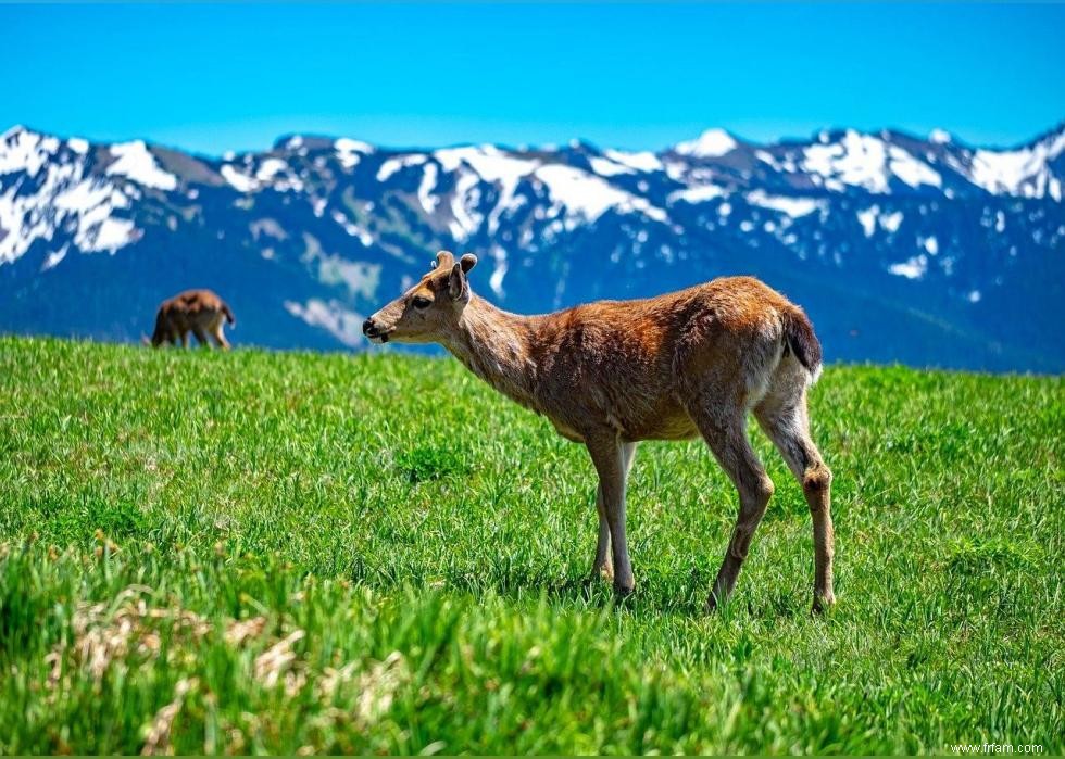 États avec le plus de chasseurs enregistrés 