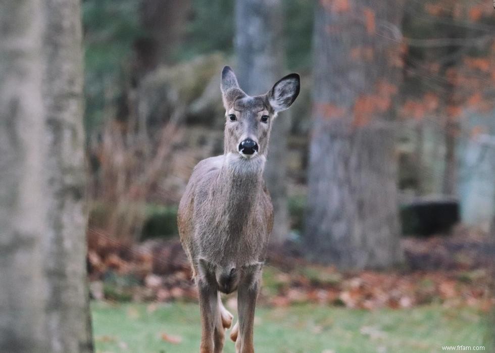 États avec le plus de chasseurs enregistrés 