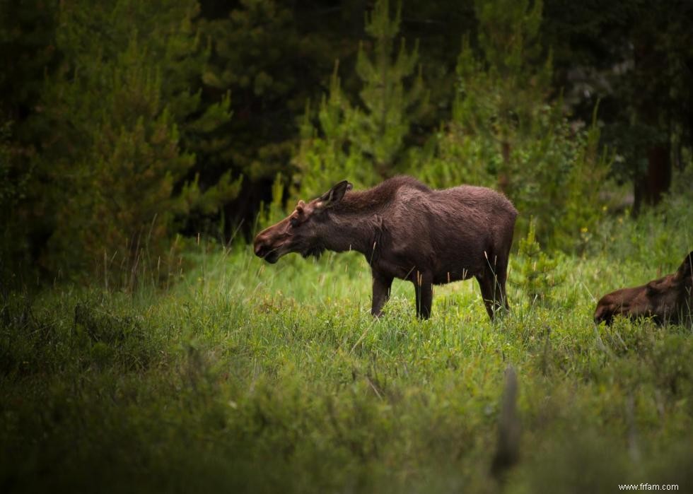 États avec le plus de chasseurs enregistrés 