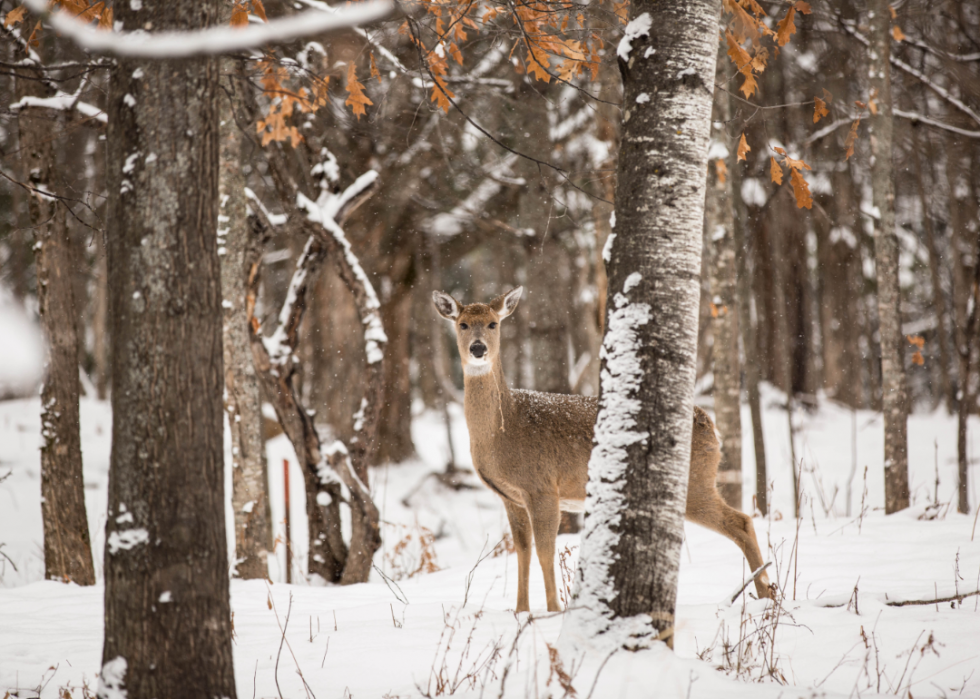 États avec le plus de chasseurs enregistrés 