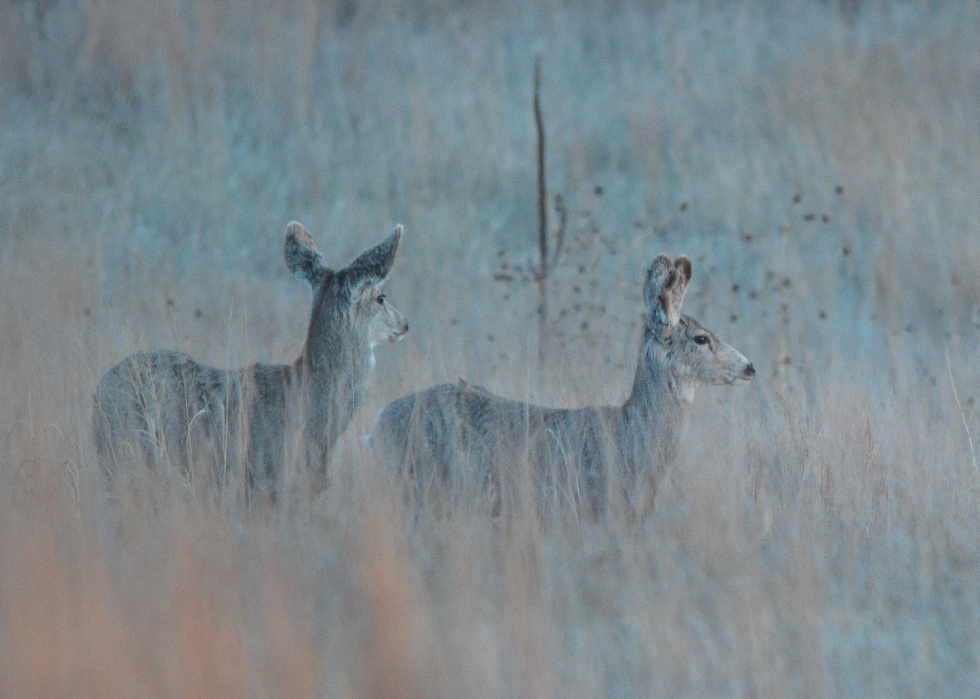 États avec le plus de chasseurs enregistrés 