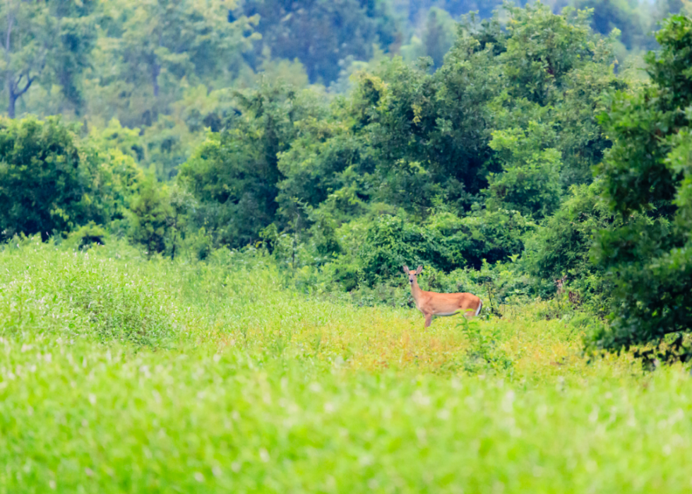 États avec le plus de chasseurs enregistrés 