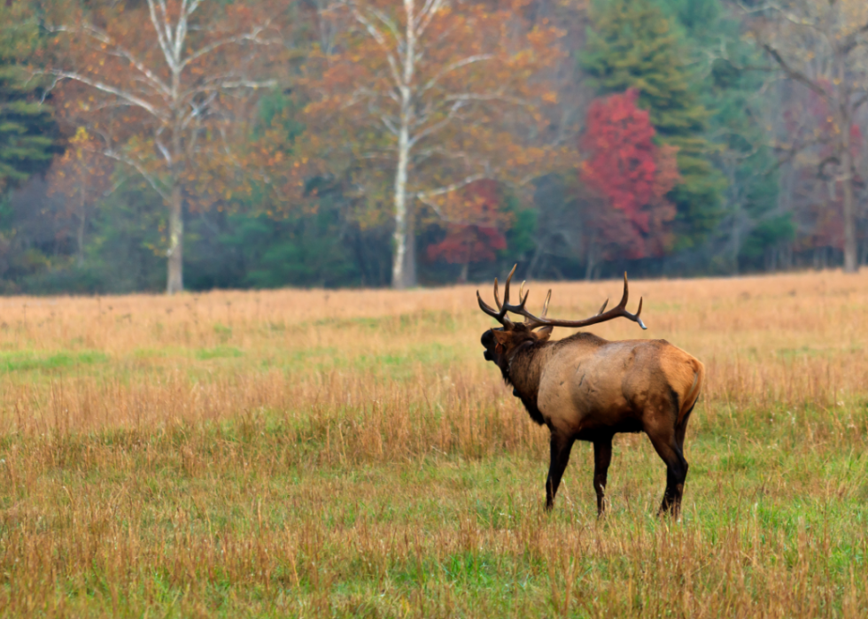 États avec le plus de chasseurs enregistrés 