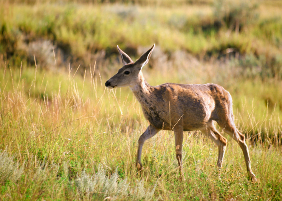 États avec le plus de chasseurs enregistrés 