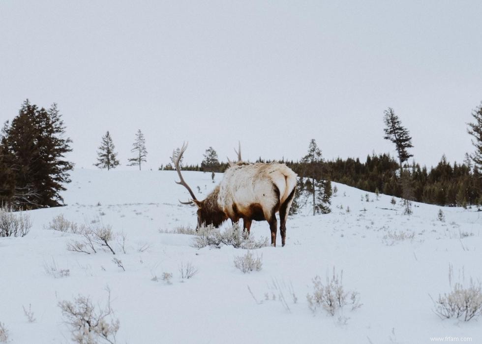 États avec le plus de chasseurs enregistrés 