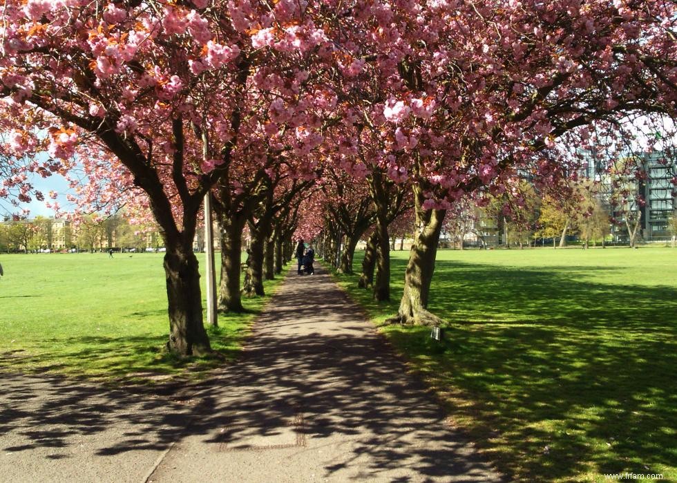 Les meilleurs endroits au monde pour voir les fleurs de cerisier 