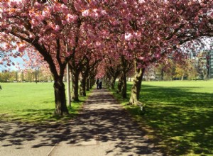 Les meilleurs endroits au monde pour voir les fleurs de cerisier 