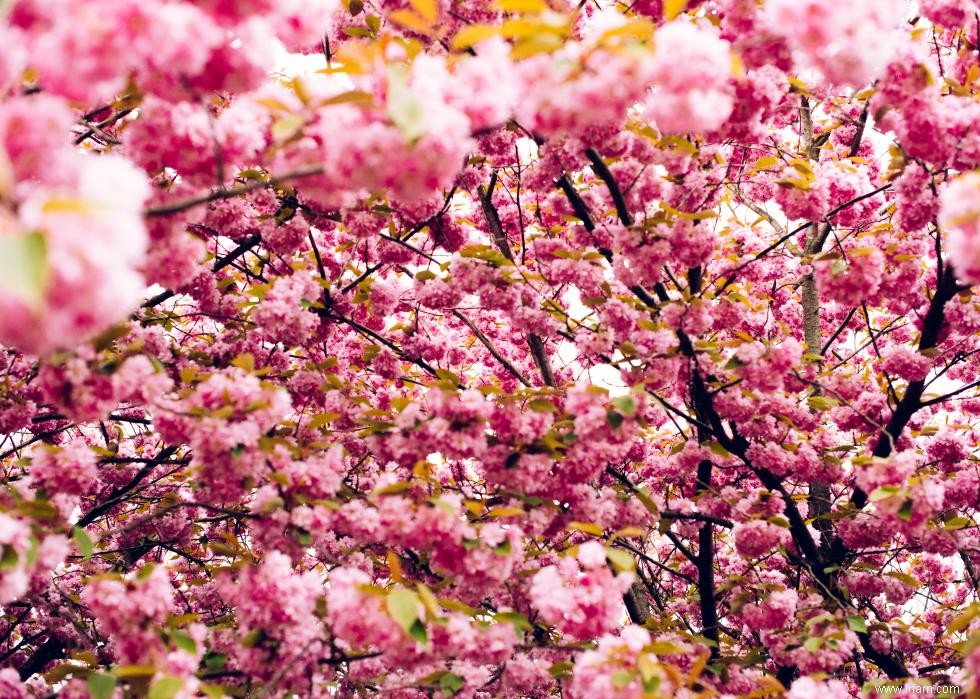 Les meilleurs endroits au monde pour voir les fleurs de cerisier 