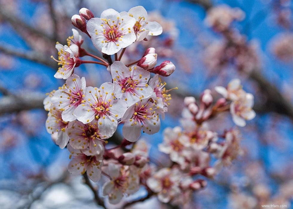 Les meilleurs endroits au monde pour voir les fleurs de cerisier 