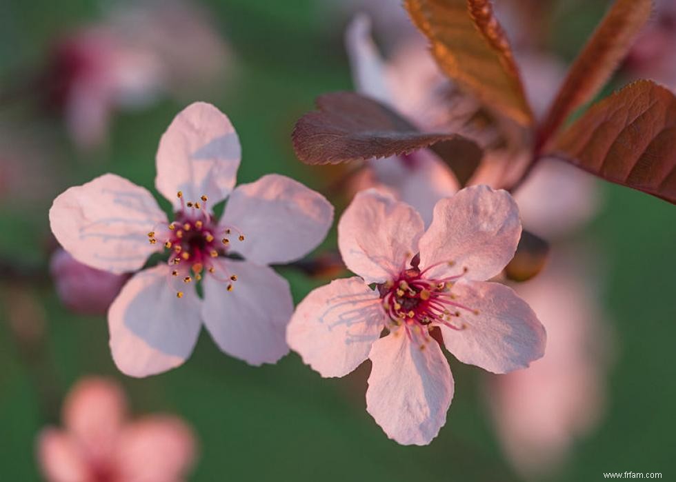 Les meilleurs endroits au monde pour voir les fleurs de cerisier 