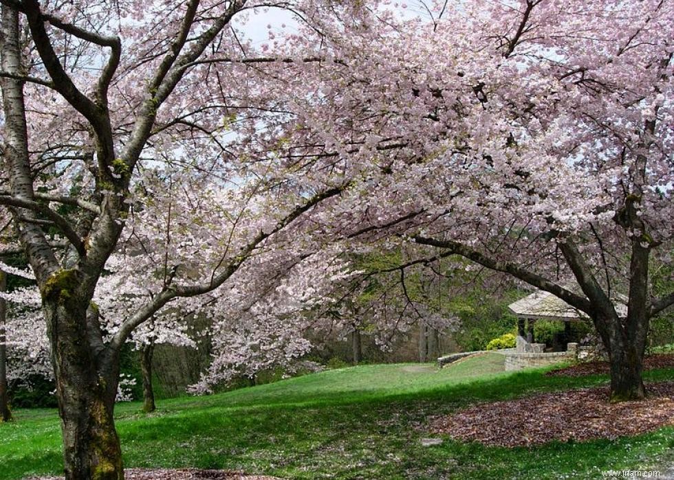 Les meilleurs endroits au monde pour voir les fleurs de cerisier 