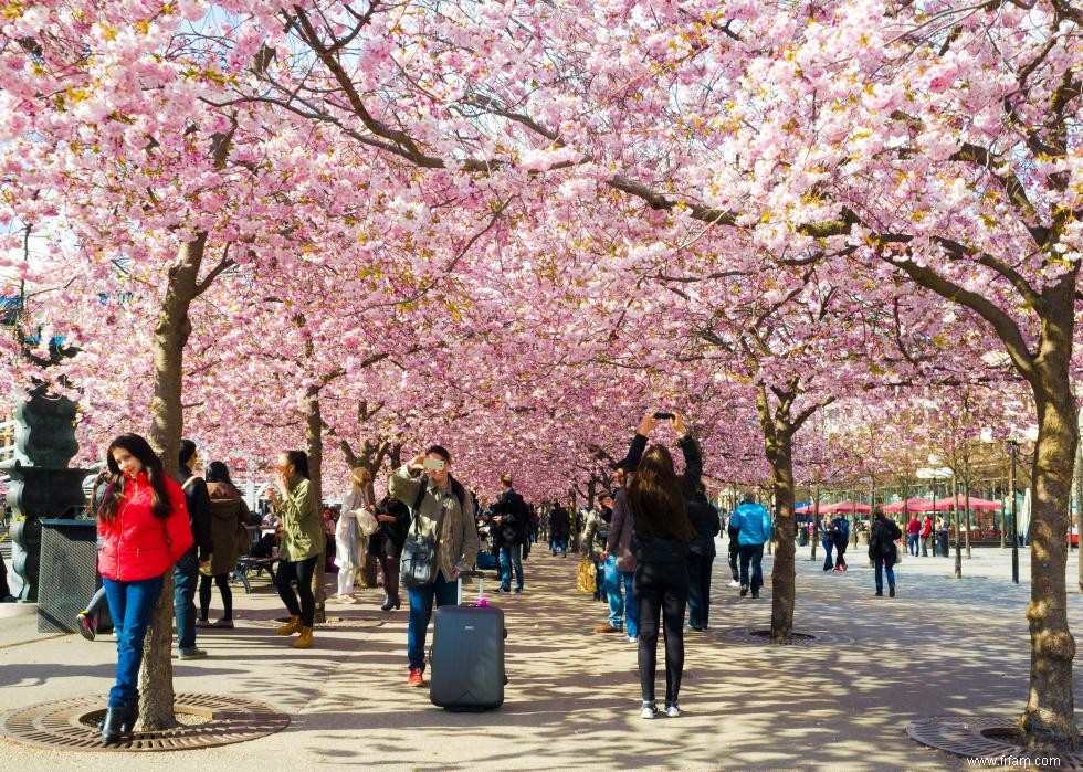 Les meilleurs endroits au monde pour voir les fleurs de cerisier 