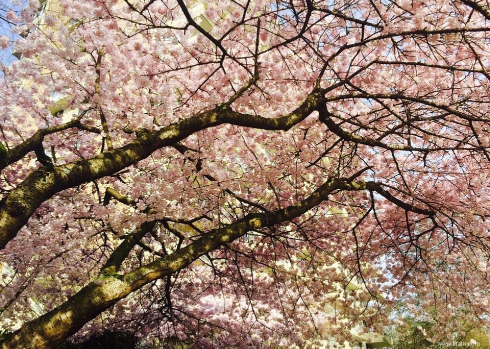 Les meilleurs endroits au monde pour voir les fleurs de cerisier 