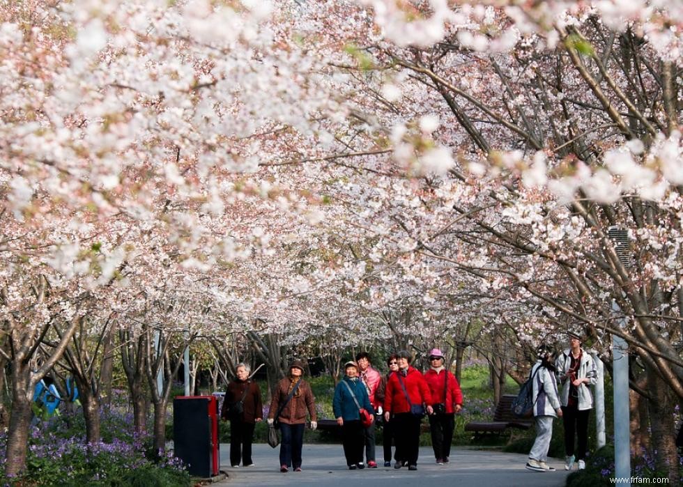 Les meilleurs endroits au monde pour voir les fleurs de cerisier 