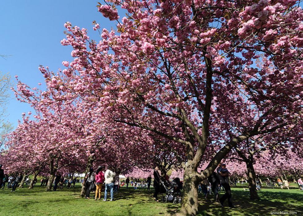 Les meilleurs endroits au monde pour voir les fleurs de cerisier 