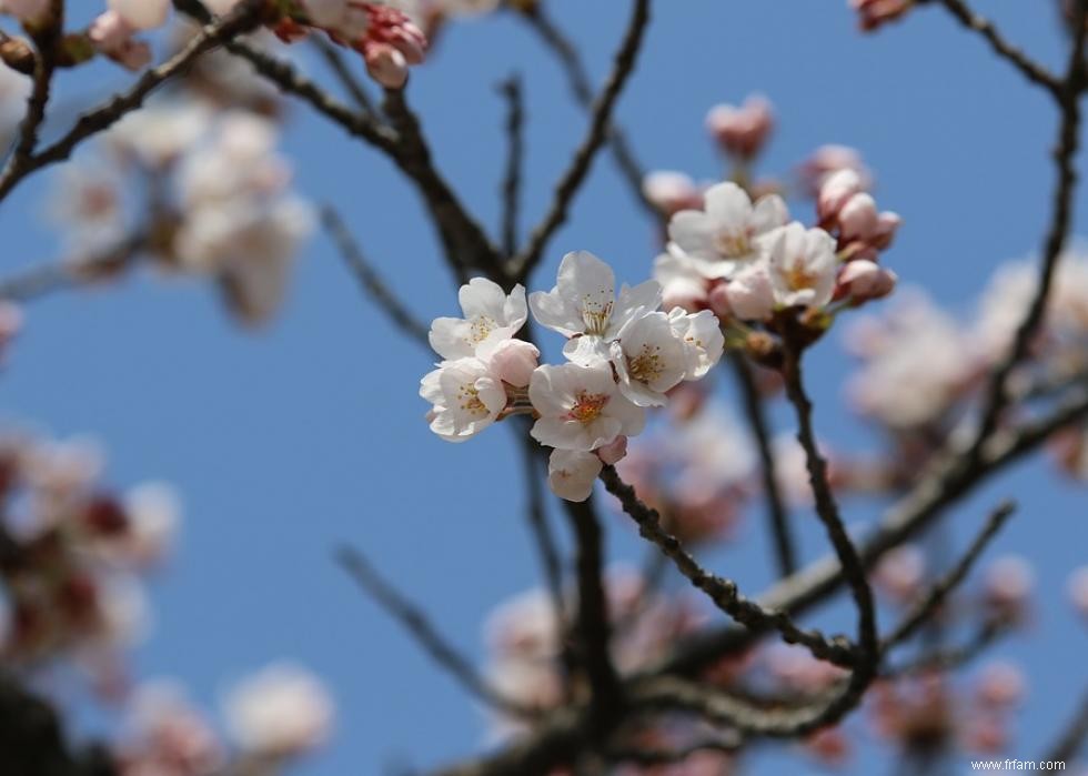 Les meilleurs endroits au monde pour voir les fleurs de cerisier 