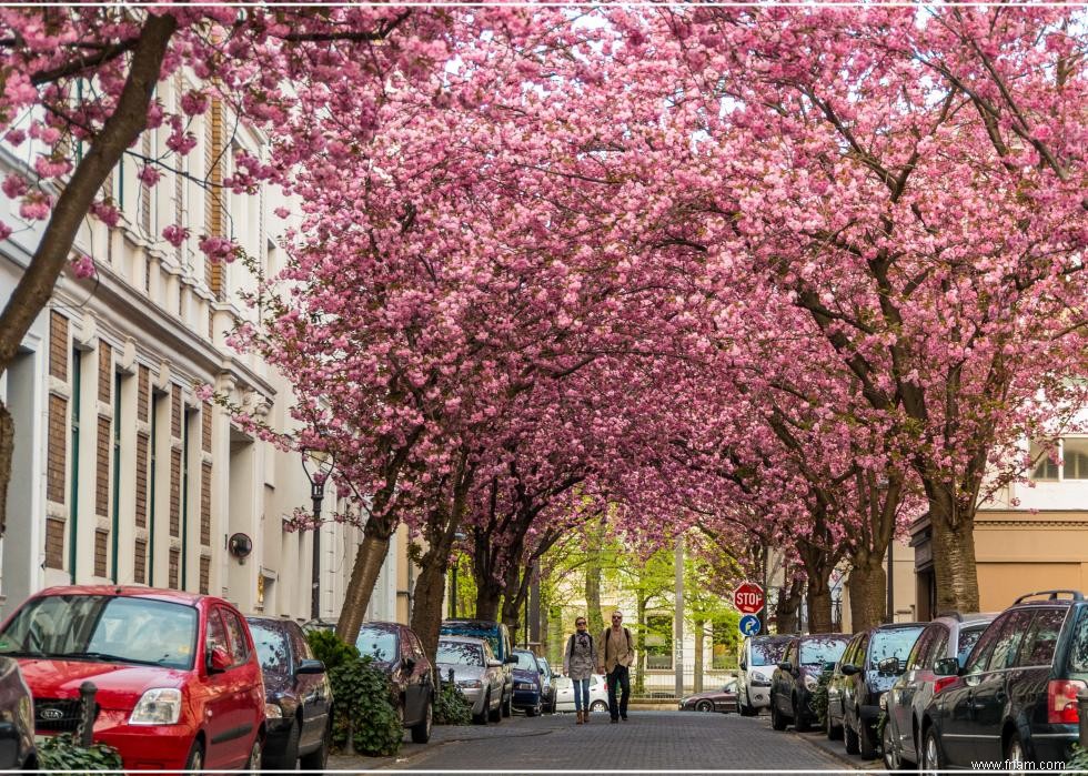 Les meilleurs endroits au monde pour voir les fleurs de cerisier 