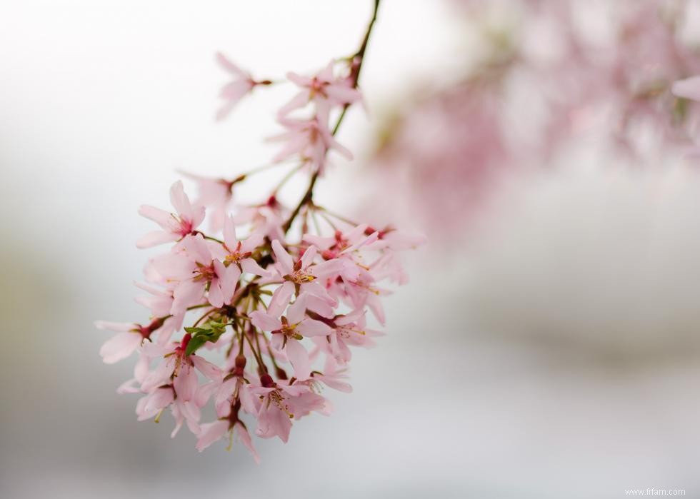 Les meilleurs endroits au monde pour voir les fleurs de cerisier 